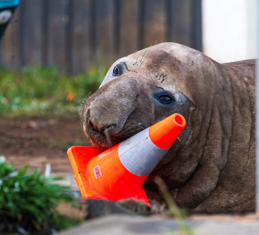 Neil the Seal Magnet V2
