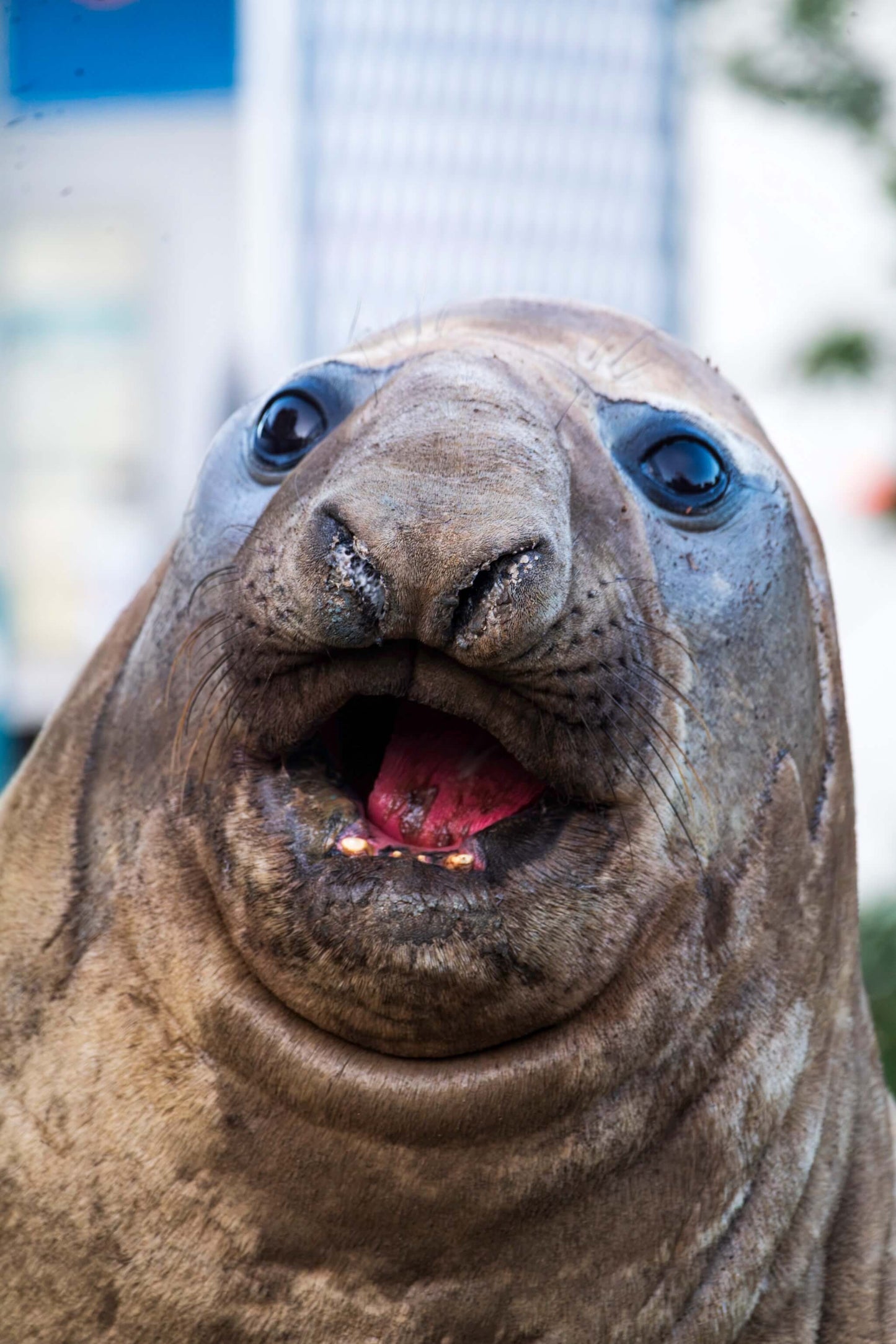 Neil the Seal Magnet V2